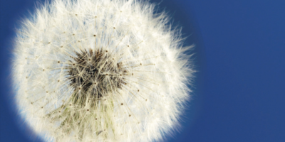 Pusterblume vor blauem Hintergrund